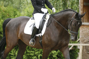 Dressage